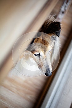 Sheltie looking outside