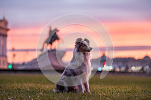 Sheltie Lotta in the center of St. Petersburg photo