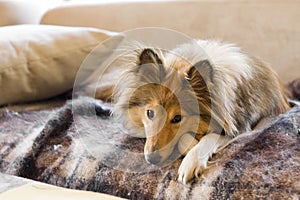 Sheltie lying on sofa