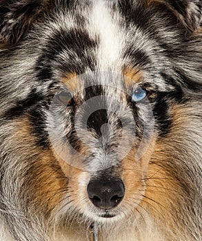 Sheltie merle face portrait