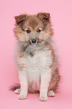 Sheltie in pink