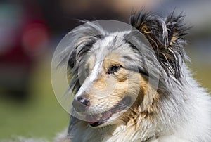 Sheltie portrait