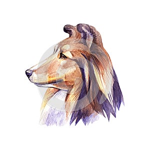 Sheltie. Portrait dog. Watercolor hand drawn illustration.