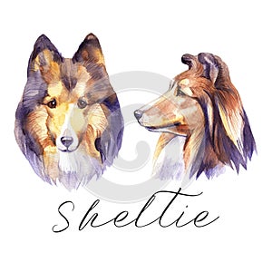 Sheltie. Portrait dog. Watercolor hand drawn illustration.