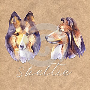 Sheltie. Portrait dog. Watercolor hand drawn illustration.