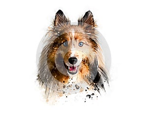 Sheltie. Portrait dog. Watercolor hand drawn illustration on white background.