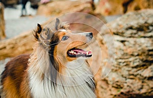 Sheltie portrait stones