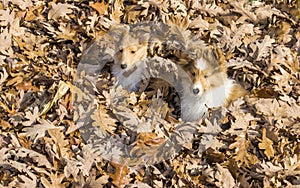 Sheltie puppies