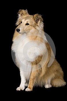 Sheltie puppy