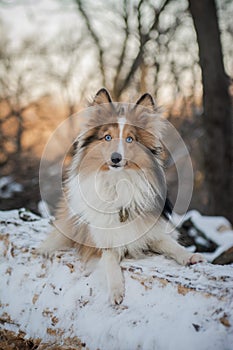 Sheltie puppy with blue eyes and funny face is looking at the camera.