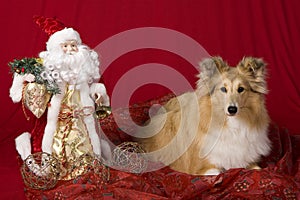 Sheltie puppy with Christmas theme