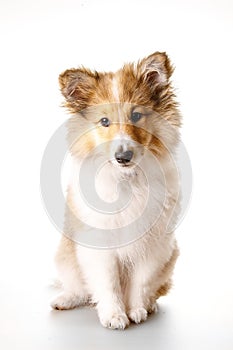 Sheltie puppy isolated on a white background.