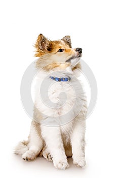 Sheltie puppy isolated on a white background.