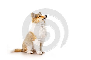 Sheltie puppy isolated on a white background.