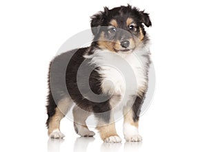 Sheltie puppy posing on white background