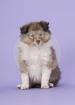 Sheltie puppy on a purple background