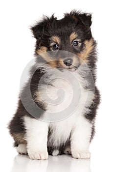 Sheltie puppy on white background