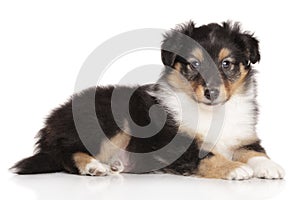 Sheltie puppy on white background