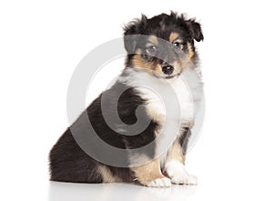 Sheltie puppy on white background