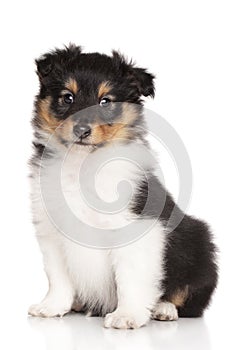 Sheltie puppy on white background