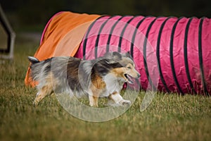 Sheltie is running in agility.