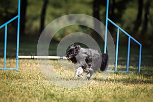 Sheltie is running in agility.