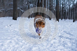 Sheltie is running with a ball in snowy forest