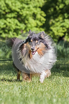 Sheltie running forward to a camera