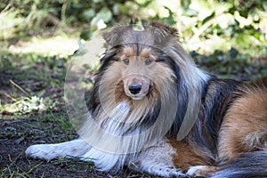 Sheltie sable color dog laying down photo