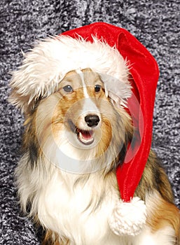 Sheltie Santa