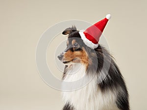 Sheltie in Santa hat, profile studio shot. A Shetland Sheepdog in festive cap,