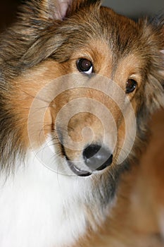Sheltie - Shetland Sheep Dog