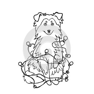 Sheltie Shetland Sheepdog dog or Collie in a New Year s garland