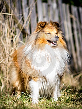 Sheltie - Shetland Sheepdog in the nature park