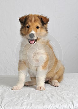 Sheltie Shetland Sheepdog pup on white background