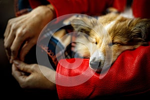 Sheltie, Shetland Sheepdog sleeping on girl`s hand