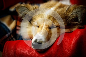 Sheltie, Shetland Sheepdog sleeping on girl`s hand