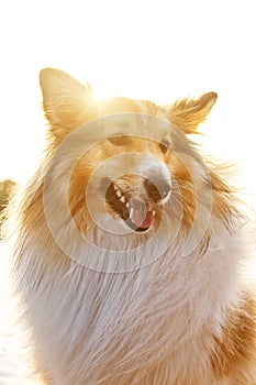 Sheltie - Shetland sheepdog sunny portrait.