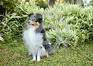 Sheltie shipherd dog, nature background