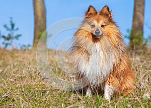 Sheltie sits on grass