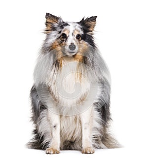 Sheltie sitting against white background