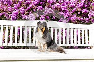 sheltie sitting outside on summer time on the white bench with background of blooming violet lilac flowers