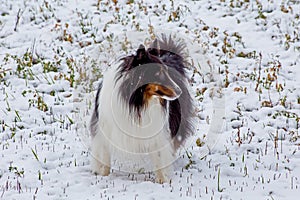 Sheltie In The Snow