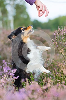 Sheltie stands between heather to gets a treat