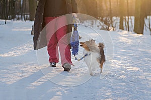 Sheltie walking on a sport leash with a toy in snowy forest.