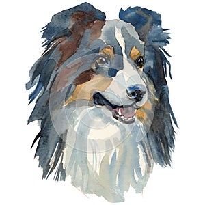 The Sheltie watercolor hand painted dog portrait