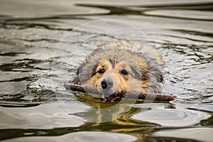 Sheltie, who is swimming in the water.