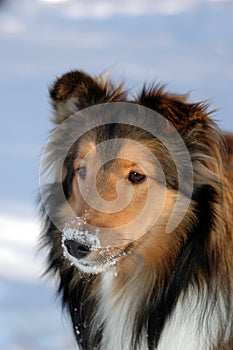 Sheltie in Winter