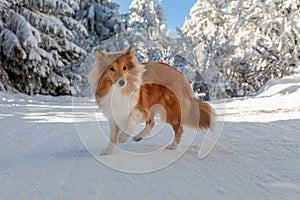 Sheltie in winter landscape and with blue sky.