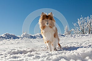 Sheltie in winter landscape and with blue sky.